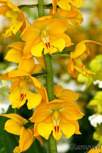 エビネ 蘭裕園 Ranyuen