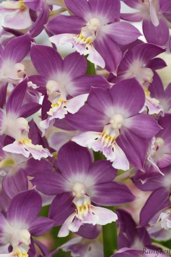 エビネ 蘭裕園 Ranyuen