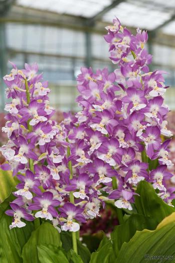 エビネ 蘭裕園 Ranyuen