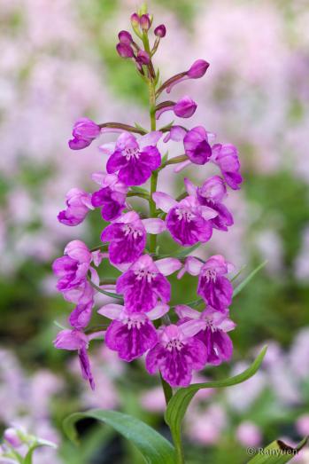 アワチドリ・夢ちどり 蘭裕園 Ranyuen