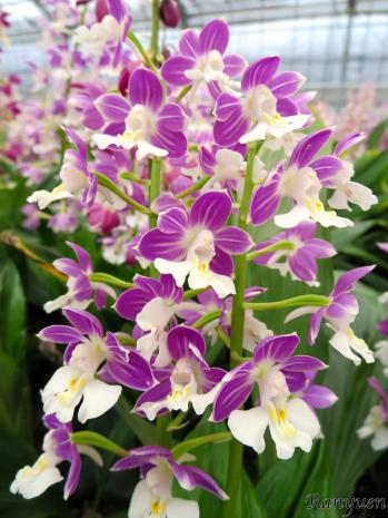 エビネ 蘭裕園 Ranyuen