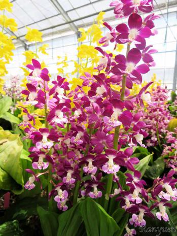 エビネ 蘭裕園 Ranyuen