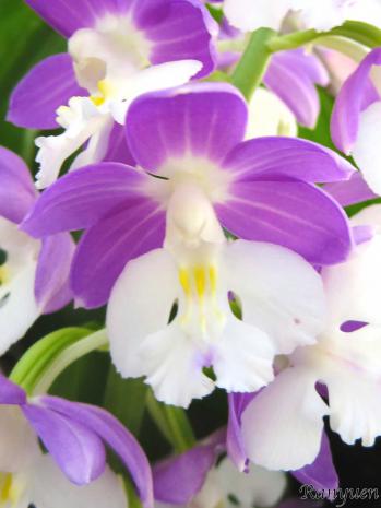 エビネ 蘭裕園 Ranyuen