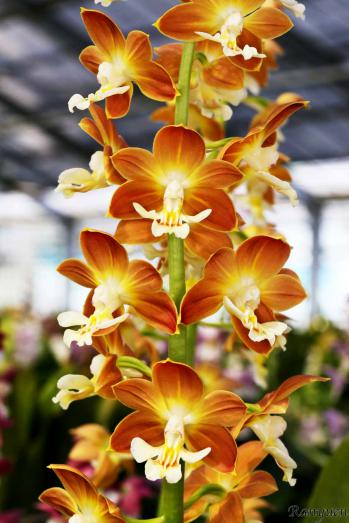 エビネ 蘭裕園 Ranyuen