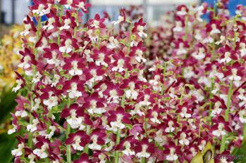 エビネ 蘭裕園 Ranyuen