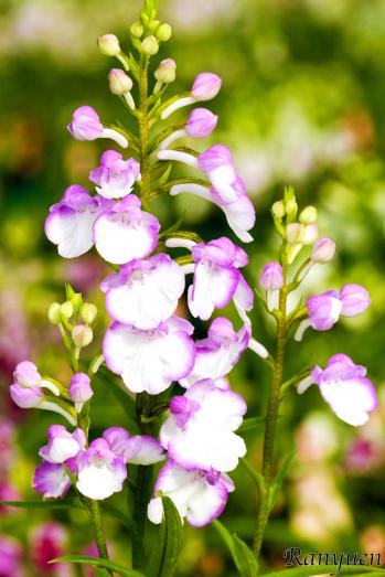 アワチドリ・夢ちどり 蘭裕園 Ranyuen