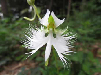 Habenaria radiata Ranyuen