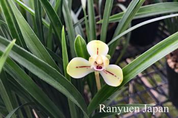 Cymbidium goeringii Ranyuen