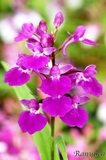 アワチドリ・夢ちどり 蘭裕園 Ranyuen