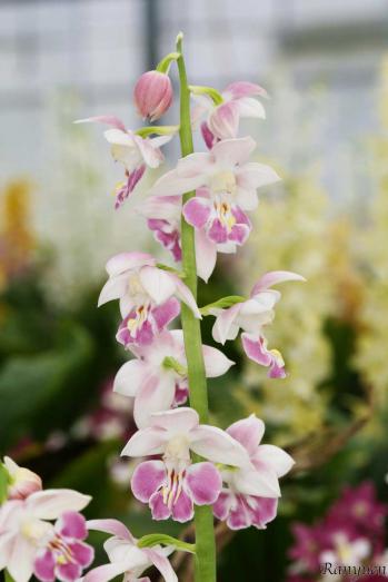 エビネ 蘭裕園 Ranyuen