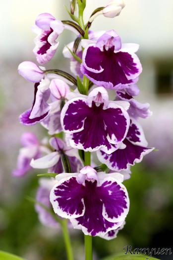 アワチドリ・夢ちどり 蘭裕園 Ranyuen