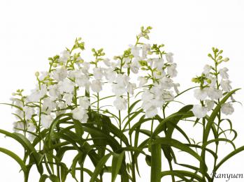 アワチドリ・夢ちどり 蘭裕園 Ranyuen