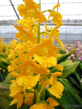 エビネ 蘭裕園 Ranyuen