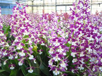 エビネ 蘭裕園 Ranyuen