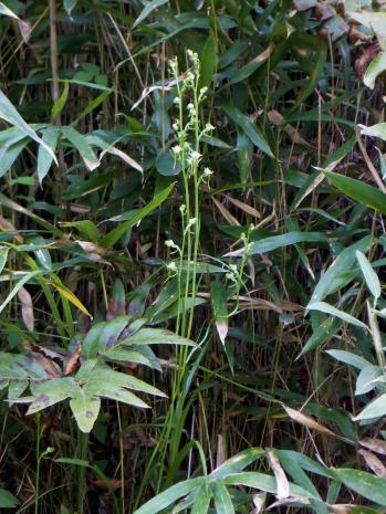 ミズトンボ 蘭裕園 Ranyuen