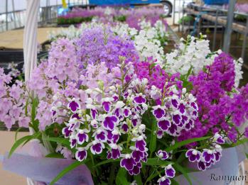 蘭裕園スタイル 蘭裕園 Ranyuen