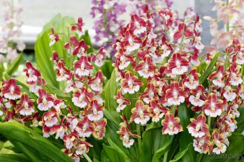 エビネ 蘭裕園 Ranyuen