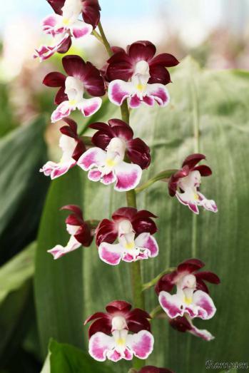 エビネ 蘭裕園 Ranyuen