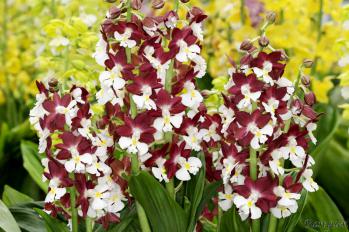 エビネ 蘭裕園 Ranyuen