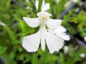 ダイサギソウ 蘭裕園 Ranyuen