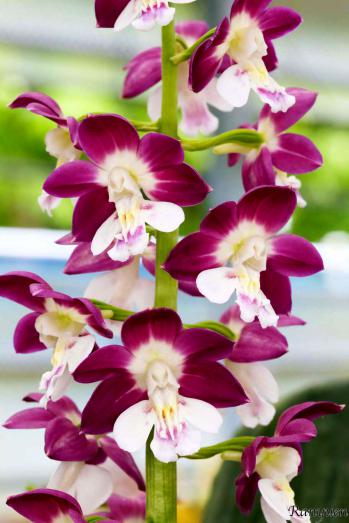 エビネ 蘭裕園 Ranyuen