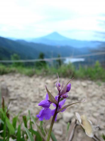 ニョホウチドリ 蘭裕園 Ranyuen