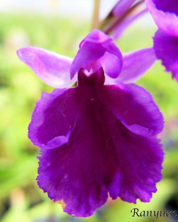 アワチドリ・夢ちどり 蘭裕園 Ranyuen