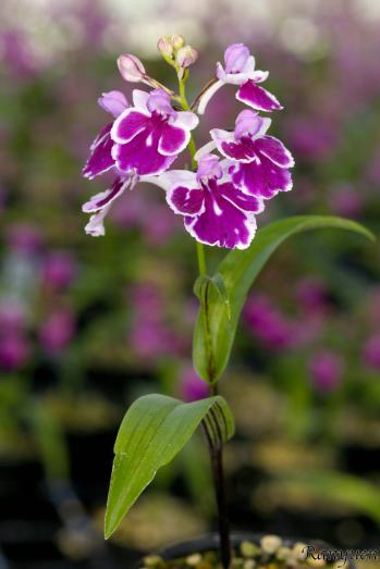 アワチドリ・夢ちどり 蘭裕園 Ranyuen