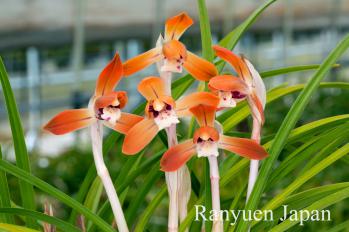 春蘭 蘭裕園 Ranyuen