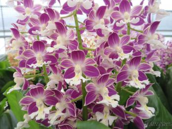 エビネ 蘭裕園 Ranyuen