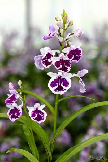 アワチドリ・夢ちどり 蘭裕園 Ranyuen