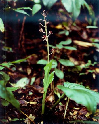 ユウコクラン 蘭裕園 Ranyuen