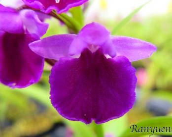 アワチドリ・夢ちどり 蘭裕園 Ranyuen