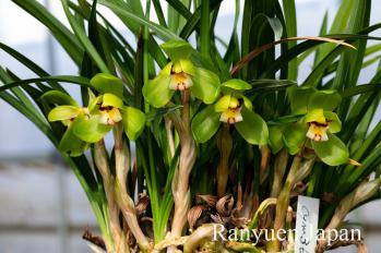 春蘭 蘭裕園 Ranyuen