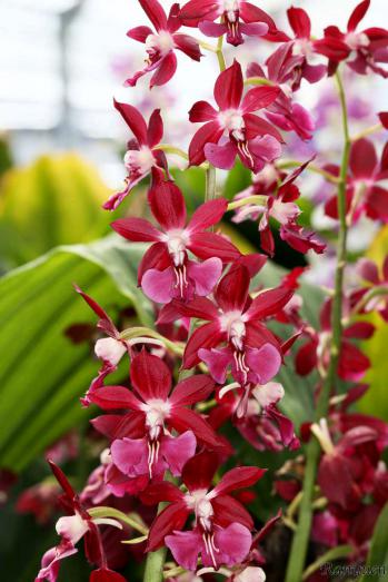 エビネ 蘭裕園 Ranyuen