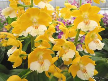 エビネ 蘭裕園 Ranyuen