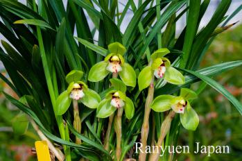 春蘭 蘭裕園 Ranyuen