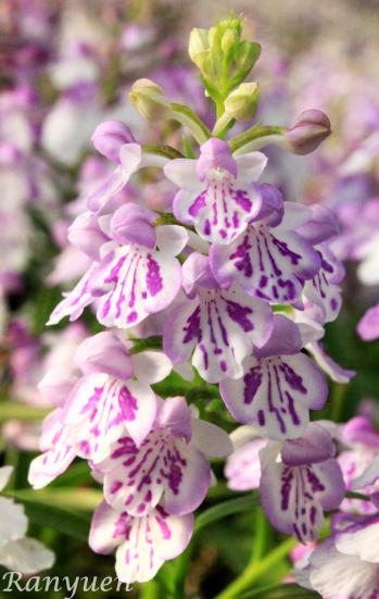 アワチドリ・夢ちどり 蘭裕園 Ranyuen