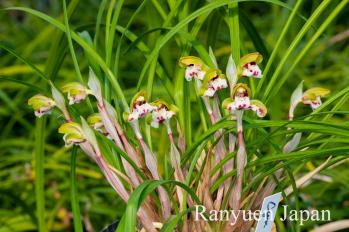 春蘭 蘭裕園 Ranyuen