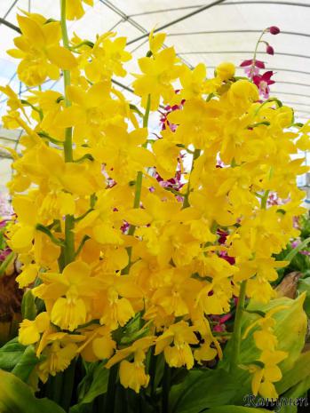 エビネ 蘭裕園 Ranyuen