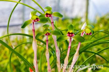 春蘭 蘭裕園 Ranyuen