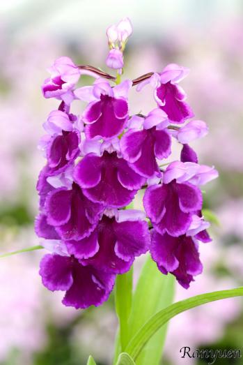 アワチドリ・夢ちどり 蘭裕園 Ranyuen