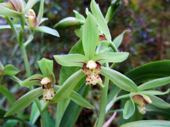 アキザキナギラン 蘭裕園 Ranyuen