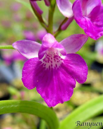 アワチドリ・夢ちどり 蘭裕園 Ranyuen