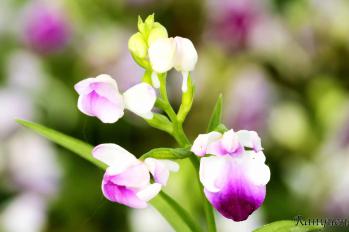 アワチドリ・夢ちどり 蘭裕園 Ranyuen