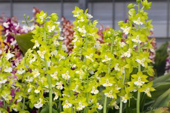 エビネ 蘭裕園 Ranyuen