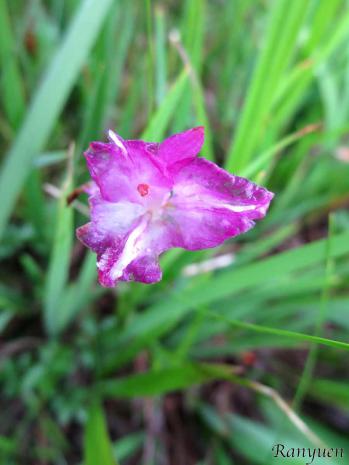 サワラン 蘭裕園 Ranyuen