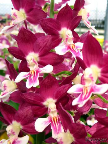 エビネ 蘭裕園 Ranyuen