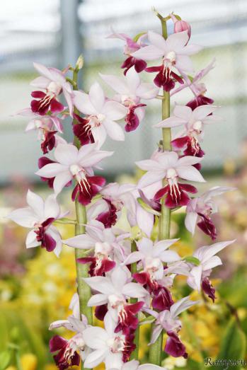 エビネ 蘭裕園 Ranyuen