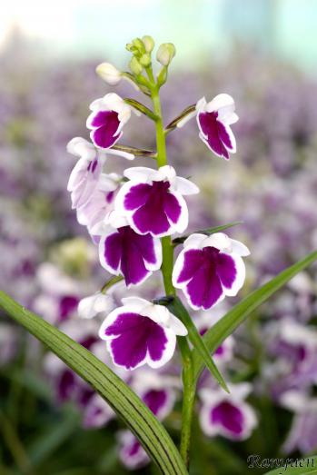 アワチドリ・夢ちどり 蘭裕園 Ranyuen